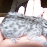 Layla -  Mau Silver Female DOB 5/02/09
