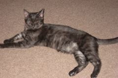 Menes - Egyptian Mau Smoke