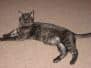 Menes - Egyptian Mau Smoke