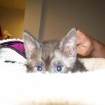 Menes - Smoke Male Mau DOB 5-2-09