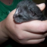 Menes - Mau Smoke Male DOB 5/02/09