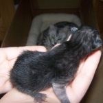 Menes - Smoke Male Mau DOB 5-2-09