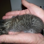 Ramses - Egyptain Mau Male DOB 10/19/2009