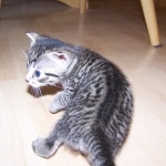 Ramses - Egyptain Mau Male DOB 10/19/2009