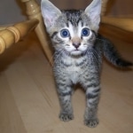 Ramses - Egyptain Mau Male DOB 10/19/2009