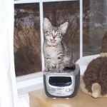 Ramses - Egyptain Mau Male DOB 10/19/2009