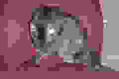 Carter - Egyptian Mau  DOB 10-19-09 Smoke