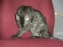 Carter - Egyptian Mau  DOB 10-19-09 Smoke