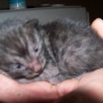 Carter - Smoke Egyptian Mau