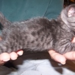 Carter - Smoke Egyptian Mau