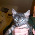 Carter - Smoke Egyptian Mau