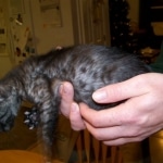 Carter - Smoke Egyptian Mau