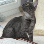 Carter - Smoke Egyptian Mau