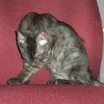 Carter - Smoke Egyptian Mau