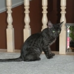 Carter - Smoke Egyptian Mau