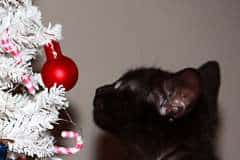 Tony - Egyptian Mau Melanistic (Black)