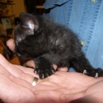 Tony - Melanistic Egyptian Mau