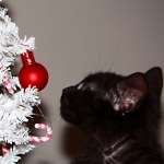 Tony - Melanistic Egyptian Mau