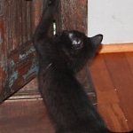 Tony - Melanistic Egyptian Mau