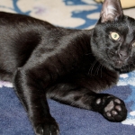 Tony - Melanistic Egyptian Mau