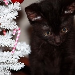 Tony - Melanistic Egyptian Mau
