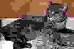 Stormy - F3 Savannah