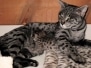 Stormy - F3 Savannah