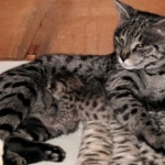 Stormy - F-3 Savannah Daughter of Electra