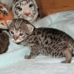 Stormy - F-3 Savannah Daughter of Electra