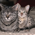 Stormy - F-3 Savannah Daughter of Electra