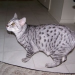 Dusty - Mau DOB 8/7/09