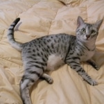 Dusty silver Egyptian Mau 004