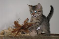 Thema - Egyptian Mau Bronze Female  DOB 3-2-10