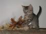 Thema - Egyptian Mau Bronze Female  DOB 3-2-10