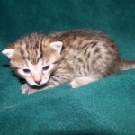 Thema - Bronze Egyptian Mau DOB 3-2-10