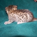 Thema - Bronze Egyptian Mau DOB 3-2-10