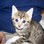 Thema - Bronze Egyptian Mau DOB 3-2-10