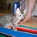 Thema - Bronze Egyptian Mau DOB 3-2-10