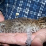 Thema - Bronze Egyptian Mau DOB 3-2-10