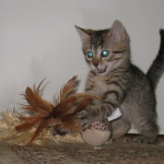 Thema - Bronze Egyptian Mau DOB 3-2-10