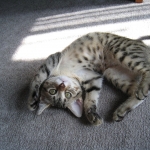 Thema - Bronze Egyptian Mau DOB 3-2-10