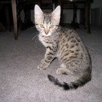 Thema - Bronze Egyptian Mau DOB 3-2-10