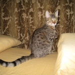 Thema - Bronze Egyptian Mau DOB 3-2-10