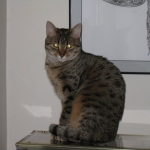 Thema - Bronze Egyptian Mau DOB 3-2-10