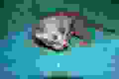 Hakuna Matata -Egyptain Mau Smoke Male  DOB 3-2-10