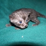 Matata - Egyptian Mau Smoke Male DOB 3-2-10