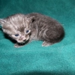 Matata - Egyptian Mau Smoke Male DOB 3-2-10