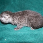 Matata - Egyptian Mau Smoke Male DOB 3-2-10