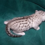 Matata - Egyptian Mau Smoke Male DOB 3-2-10