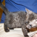 Matata - Egyptian Mau Smoke Male DOB 3-2-10